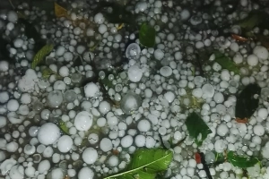 সুনামগঞ্জে অস্বাভাবিক শিলাবৃষ্টিতে হাওরের ফসল ও ঘরবাড়ির ব্যাপক ক্ষয়ক্ষতি