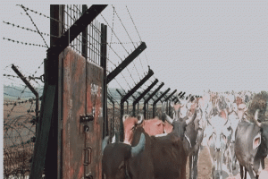 সুনামগঞ্জের সীমান্ত দিয়ে অবাধে আসছে গরু-মহিষ 