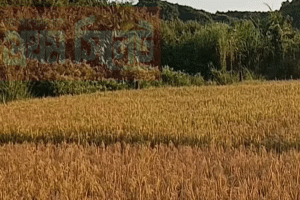 হেমন্তের সৌরভে নবান্নের আমন্ত্রণ