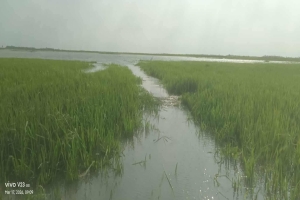শাল্লায় বাঁধ দুর্নীতির বলি কৃষক: উত্তর ছায়ার হাওরে ২০০ একর জমি পানির নিচে