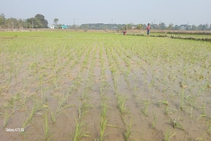 জামালগঞ্জে বোরো মৌসুমে ডিএপি সারের তীব্র সংকট