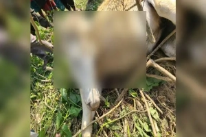 ​সুনামগঞ্জে আলু ক্ষেত নষ্টের ‘অপরাধে’ ঘোড়া হত্যা: অভিযুক্ত কৃষক আটক