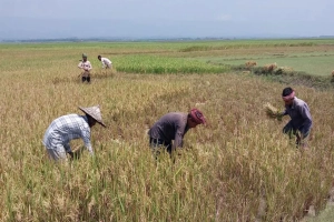 আজমিরীগঞ্জে ধান কাটার ধুম, শ্রমিক ও মেশিনের অভাবে দিশেহারা কৃষক