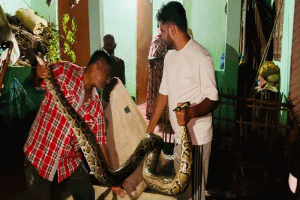 শ্রীমঙ্গলে দুইদিনে তিন সাপ উদ্ধার, জনমনে আতঙ্ক