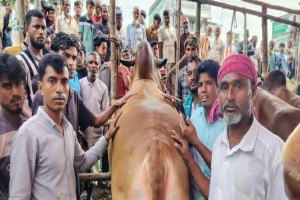 ‘রাজা বাবু’কে নিয়ে জাউয়াবাজার তোলপাড়