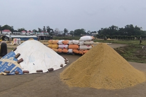সুনামগঞ্জে ধানের দামে ধস: উৎপাদন খরচের চেয়েও কমে ধান বিক্রি