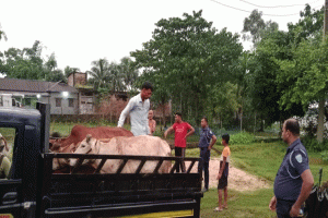 কুলাউড়ায় গোয়ালঘর ভেঙে গরু চুরি, পিকআপসহ গরু উদ্ধার