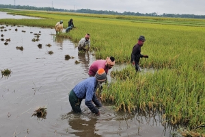 বজ্রপাত ও পাহাড়ি ঢলে বিপর্যস্ত সুনামগঞ্জ: তলিয়ে যাচ্ছে কৃষকের স্বপ্ন