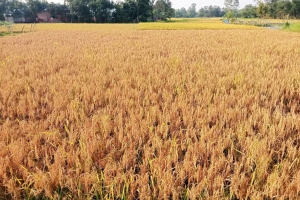মাধবপুরে শ্রমিক সংকট ও বাড়তি মজুরিতে দিশেহারা কৃষক