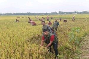 হাওরে কৃষকের আশার আলো ‘সঞ্জীবনী প্লাটুন’: ধান কাটছে আনসার-ভিডিপি