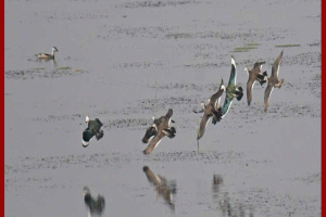 মানুষের ভালোবাসায় মুক্ত আকাশে ২৫ বালিহাঁস