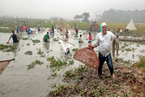 বিশ্বনাথে ঐতিহ্যবাহী পলো বাওয়া উৎসব