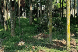 বাহুবলে সরকারি গাছ কর্তন, সামাজিক যোগাযোগমাধ্যমে তীব্র প্রতিক্রিয়া