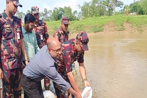 হবিগঞ্জে ২ কোটি টাকার ভারতীয় চিংড়ি রেণু জব্দ ও অবমুক্ত