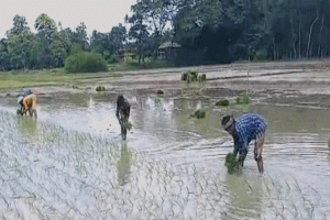 প্রাকৃতিক দুর্যোগের শঙ্কা নিয়ে জগন্নাথপুরে রোপা-আমন চাষাবাদ