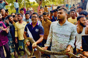 শ্রীমঙ্গলে ১৩ ফুট লম্বা ওজনের অজগর উদ্ধার শ্রীমঙ্গলে ১৩ ফুট লম্বা ওজনের অজগর উদ্ধার
