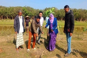 হাকালুকি হাওরে পরিবেশ সুরক্ষায় ২৭ হাজার হিজল চারা রোপণ