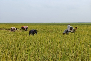 সুনামগঞ্জের হাওরজুড়ে সোনালি ধানের মহোৎসব
