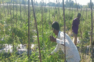 সবজি ক্ষেতে দুর্বৃত্তের হানা: মাধবপুরে দুই কৃষকের কয়েক লাখ টাকার ক্ষতিসাধন