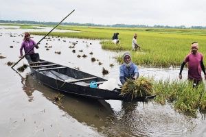 সুনামগঞ্জে ভারী বৃষ্টি ও পাহাড়ি ঢলে তলিয়ে যাচ্ছে হাওরের পাকা ধান