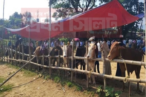 দোয়ারায় খামার ও হাট ব্যবহার করে ভারতীয় গরু ‘দেশি’ করার কৌশল