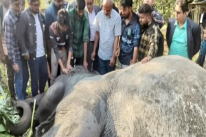 সিলেটে ট্রেনের ধাক্কায় খাদে পড়ে হাতি আহত,১৭ ঘণ্টা পর উদ্ধার