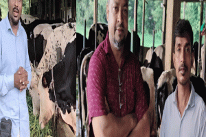 ২ গাভী থেকে ৩২ গাভীর বিশাল খামার! সিলেটের উদ্যোক্তা আনোয়ার
