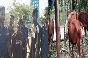 মৌলভীবাজারে ভারতীয় গরু বিক্রির অভিযোগে আটক ২