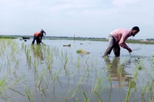 হবিগঞ্জে বোরো আবাদ লক্ষ্যমাত্রা ১ লাখ ২৩ হাজার হেক্টর