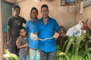 শ্রীমঙ্গলে কলার আড়তে ছড়ির ভেতর থেকে ফণিমনসা সাপ উদ্ধার