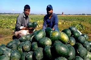 জগন্নাথপুরে অসময়ে তরমুজ চাষে বাম্পার ফলন
