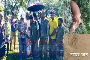 জৈন্তাপুরে বাঘ আতঙ্ক, নিঁখোজ হওয়া তিনটি গরুর মরদেহ উদ্ধার