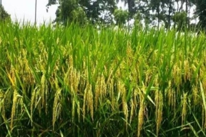 হাওরে কৃষি বিপ্লবের হাতছানি: আসছে ঠান্ডাসহনশীল নতুন জাত ‘ব্রি ধান-১১৮’