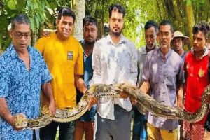 শ্রীমঙ্গলে গরুর খামার থেকে বিশাল আকৃতির অজগর সাপ উদ্ধার