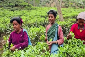 অস্তিত্ব সংকটে মাধবপুরের পাঁচ চা বাগান
