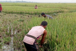 তাহিরপুরে ধান কাটার শ্রমিক সংকট: বিপাকে কৃষকরা