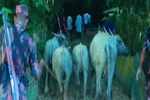 মৌলভীবাজারে বিএনপি সভাপতির জিম্মায় থাকা ৯ মহিষ উধাও,উদ্ধার ৫