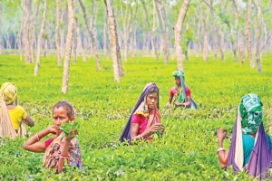 শ্রীমঙ্গল-কমলগঞ্জে চা শ্রমিকদের ভাগ্য পরিবর্তনের দাবিতে নির্বাচনী চাপ বৃদ্ধি