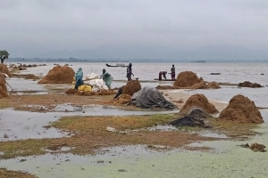 মধ্যনগরে একের পর এক বাঁধ ভেঙে ডুবছে ফসল