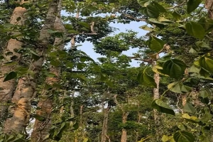 কুলাউড়ায় খাসিয়া পুঞ্জিতে সহস্রাধিক পানগাছ কর্তন, থানায় অভিযোগ