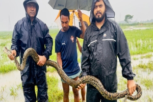 শ্রীমঙ্গলে মাছের জালে ধরা পড়ল বিশাল অজগর