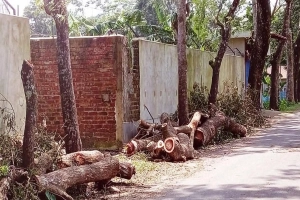 বিয়ানীবাজারে সামাজিক বনায়নের সরকারি গাছ কাটার অভিযোগ