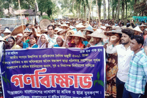 শ্রীমঙ্গলের নির্বাচন ও মজুরি বৃদ্ধির দাবিতে আন্দোলনে চা শ্রমিকরা