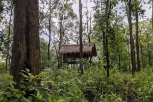 অবাধে গাছ নিধন : পরিবেশগত সংকটে রেমা-কালেঙ্গা ও সাতছড়ি বনাঞ্চল