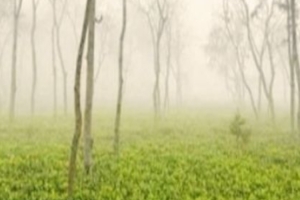 শীতের তীব্রতায় কাঁপছে শ্রীমঙ্গল, ঝুঁকিতে চা শ্রমিক পরিবারগুলো
