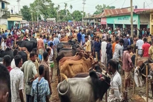 সুনামগঞ্জে চাহিদার চেয়ে বেশি কোরবানিযোগ্য পশু, লক্ষ্য ৪০০ কোটির বাজার