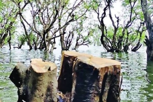 টাঙ্গুয়ার হাওরে নির্বিচারে উজাড় হচ্ছে হিজল-করচ বাগান