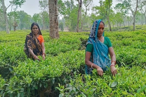 চা শ্রমিকদের জীবনযাত্রায় সংকট: ১৭৮ টাকা মজুরিতে মানবেতর জীবন
