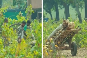 তাহিরপুরে বারেক টিলায় প্রকাশ্যে কাটা হচ্ছে সরকারি গাছ