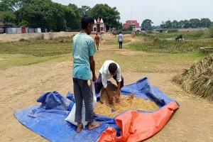ঝলমলে রোদে হাসি ফুটেছে হাওরের কৃষকের মুখে: ধান শুকাতে ব্যস্ত সময়